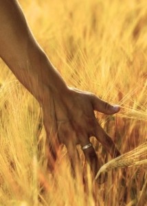 handinwheatfield 214x300 Independents & Tea Party, Part 3: Liberal vs. Conservative Populism