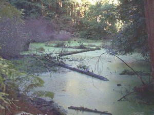 stagnantpond-300x225 Increase Your Abundance by Giving it Away