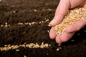 plantingwheat-300x199 21st Century Georgics: An Introduction