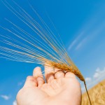 harvesthands