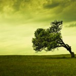 tree_in_wind
